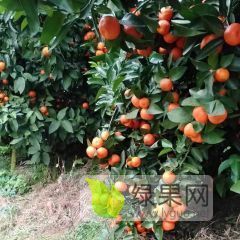 广西桂林永福富硒砂糖橘