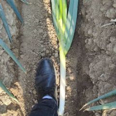 启东大葱，铁杆大葱，