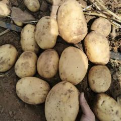 河北库存土豆，大量出售，黄心709