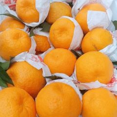 四川蒲江耙耙柑，高次产地大量批发