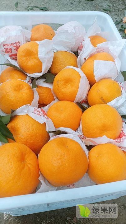 2020年四川蒲江耙耙柑价格