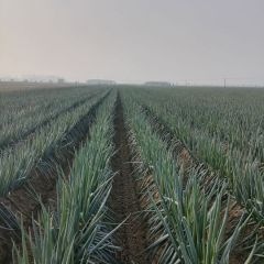 我村地处白河东岸 无公害大葱上市了