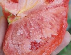 温室暖棚硬粉西红柿