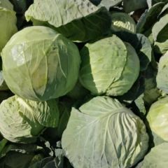 精品特优甘蓝现货供应！