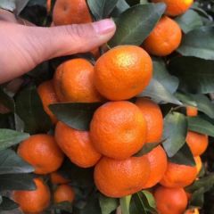 优质沙糖桔产地代办