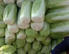 大量供应北京新三号白菜，另有十几万斤白菜打包全部出售