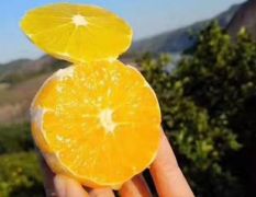湖南永兴冰糖橙产地合作社直供湖南郴州现摘橙子