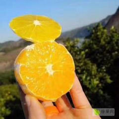 湖南永兴冰糖橙产地合作社直供湖南郴州现摘橙子