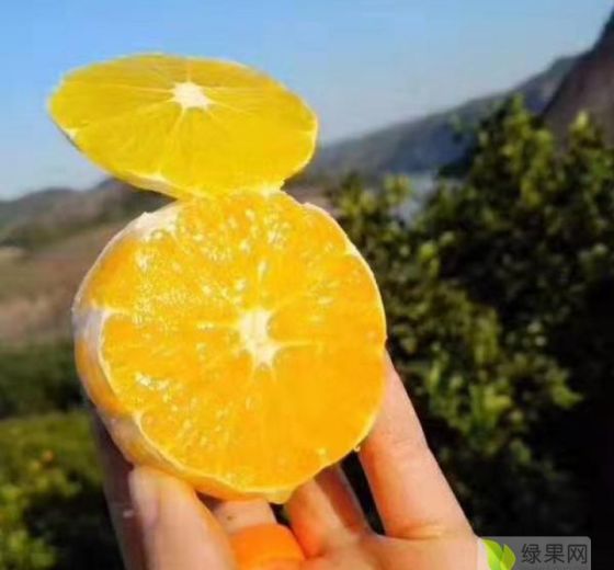 2020年湖南永兴永兴冰糖橙价格