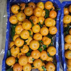 沙糖桔沃柑大量上市，万亩柑橘产地