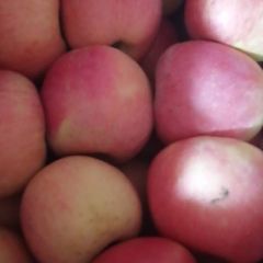 沂源红苹果！库存