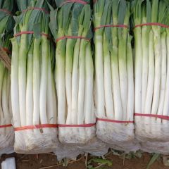 山东铁杆大葱加工厂直发价格合理