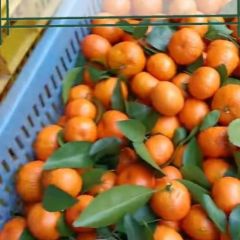 大量供应乡村无污染～砂糖橘