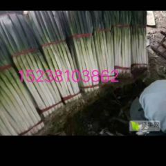 新野10万亩铁杆大葱专业种植基地