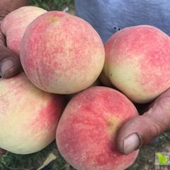 千亩金秋红蜜映霜红口感好脆甜产地直发代办