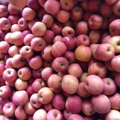 山东红富士苹果质好价美