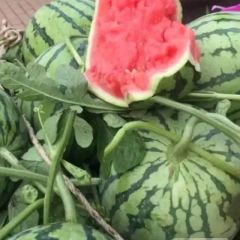 商丘夏邑西瓜最大种植供应基地