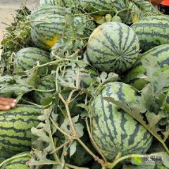 夏邑西瓜商丘地区最大基地
