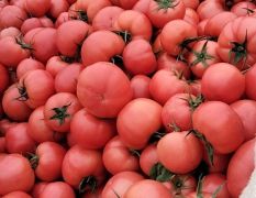 禹城西红柿，质量很好，价格随行情
