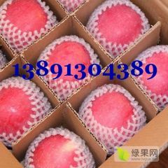 陕西冷库红富士苹果价格，冷库纸袋红富士苹果出库中