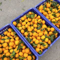 今年百家果以进入采果期，欢迎全国收货商合作共赢，以最实惠的价格收最理