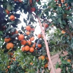 湖南柑橘蜜橘砂糖橘皇帝柑纽荷尔东方红