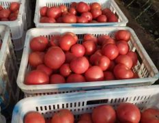 大量出售西红柿，色泽红润，适合长途运输
