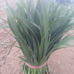 优质无公害韭菜