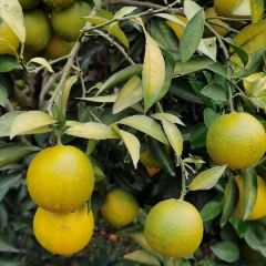 扶绥县大量供应广西南宁红江橙子