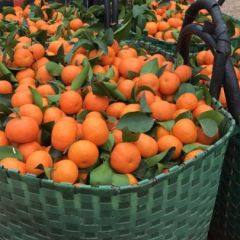 广西南宁沙糖桔便宜了有需要的老板欢迎来电