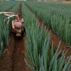 启东大葱，什全一本