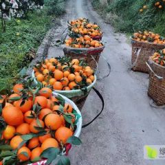 四川爱媛果冻橙，果肉细腻，多汁，精品果