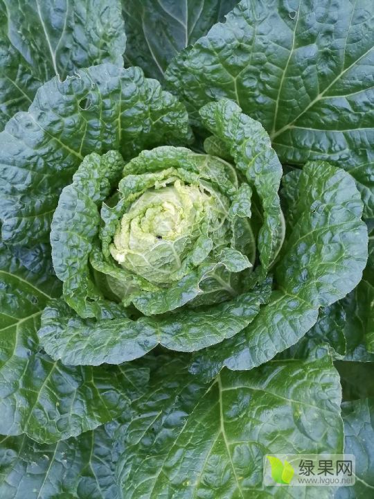 供应秋宝黄心白菜全黄心白菜