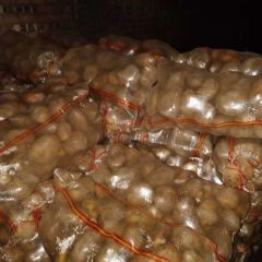 神池县急处理晋薯十六种子