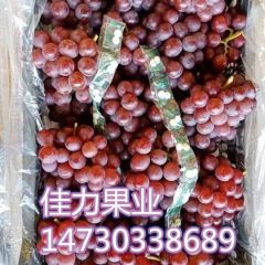筐装巨峰葡萄1.7元/斤质量好口感甜
