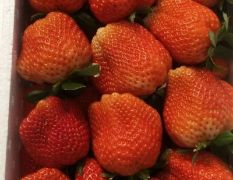 顺平县久久，杠三，十九，草莓品种齐全