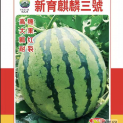 新育麒麟三号媲美84完胜美都增产30%以上