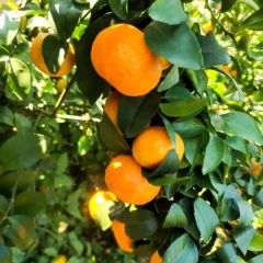 砂糖橘上市了！各位老板看上得直接联系