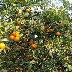 农民自种沙糖桔