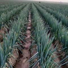 河南新野万亩大葱大量上市18517252166