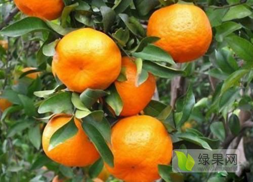 2020年浙江龙游碰柑价格