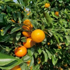 大量供应沃柑，沙糖桔