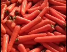 河南省开封市红萝卜支持各种包装