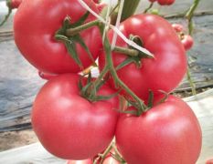 厂家直供番茄大果种苗