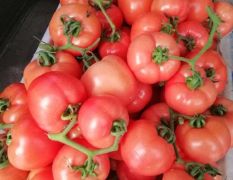 山东费县硬粉精品西红柿大量上市。质优价廉。