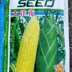 广东广西地区大量供应玉米