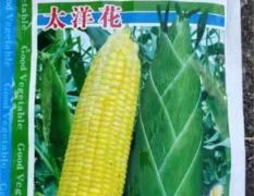 广东广西地区大量供应玉米