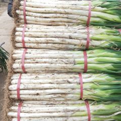 山东省泗水县长白大葱继续热销中，葱白长40------60公分。无干