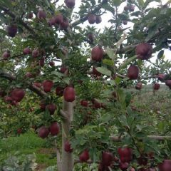 秦州区天水镇花牛苹果低价销售
