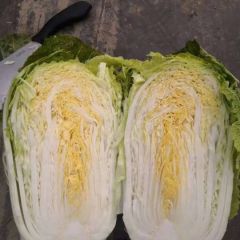 万亩大白菜直销产地